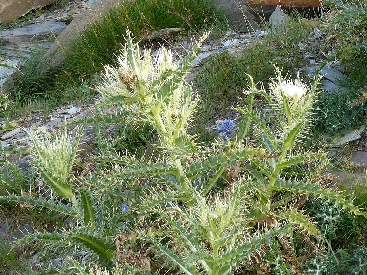Cirsium glabrum (Asteraceae)